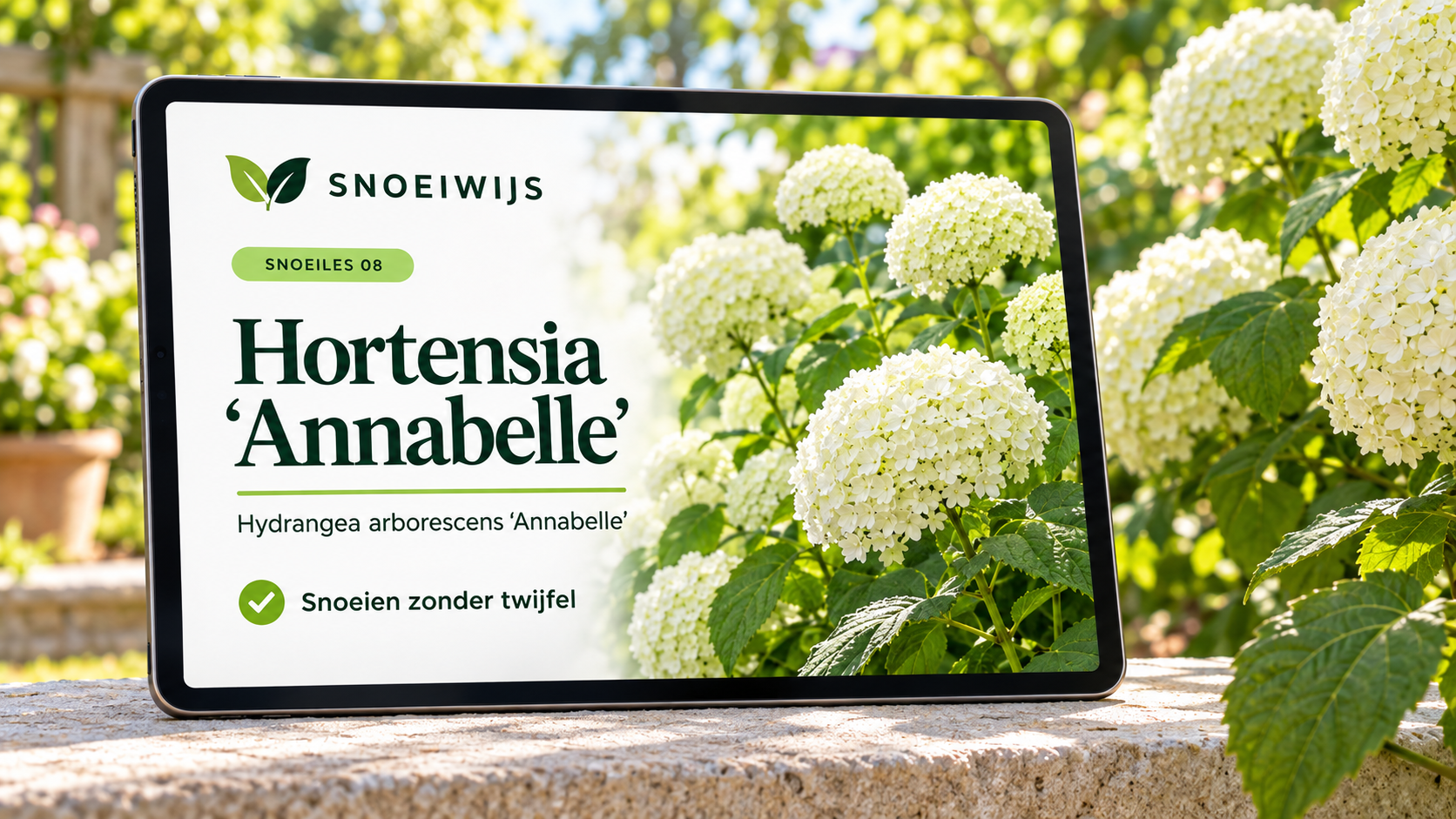 Hortensia Annabel