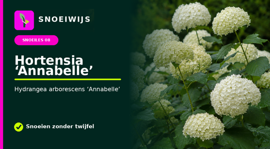Hortensia Annabel
